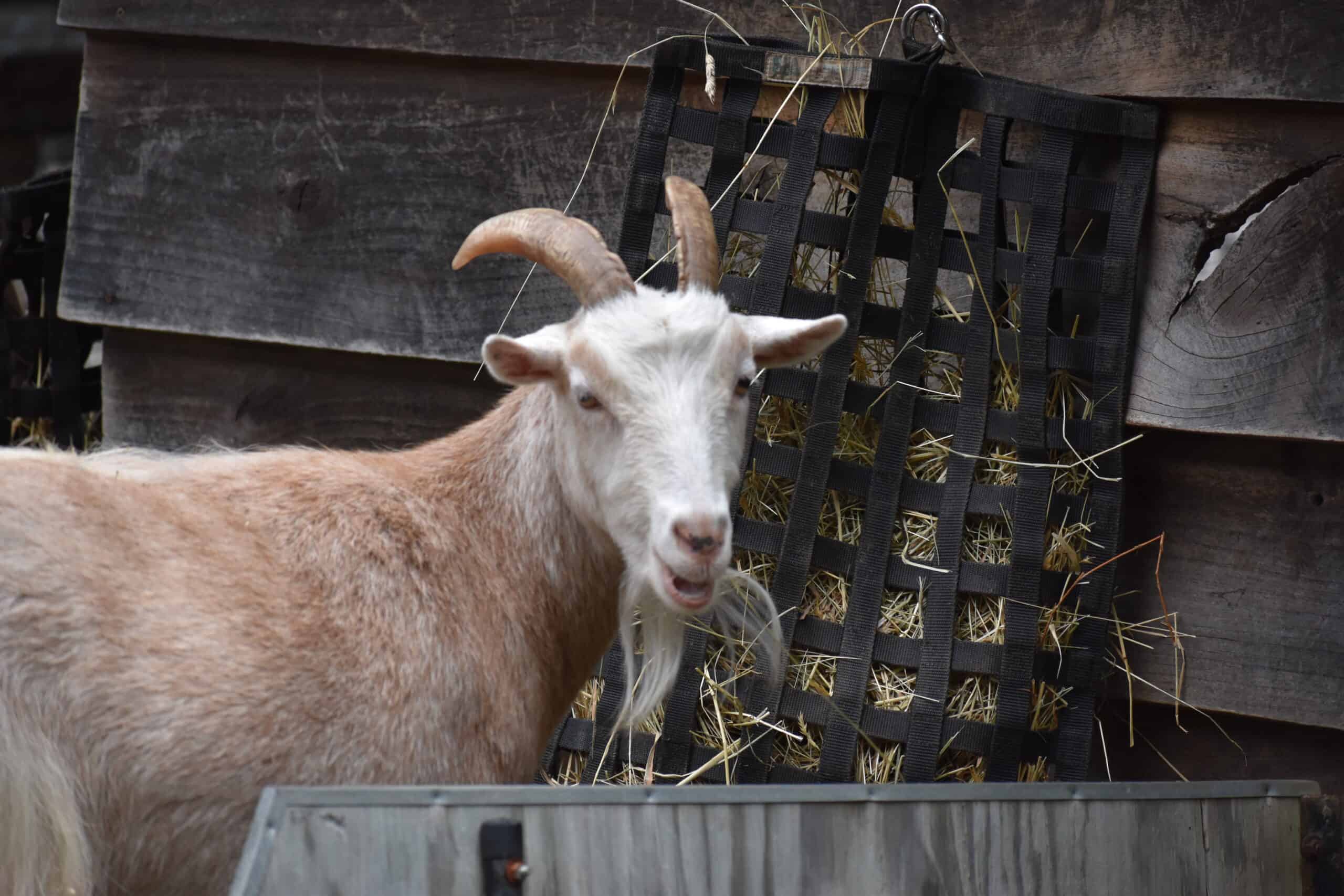 nigerian-dwarf-goat-wnc-nature-center