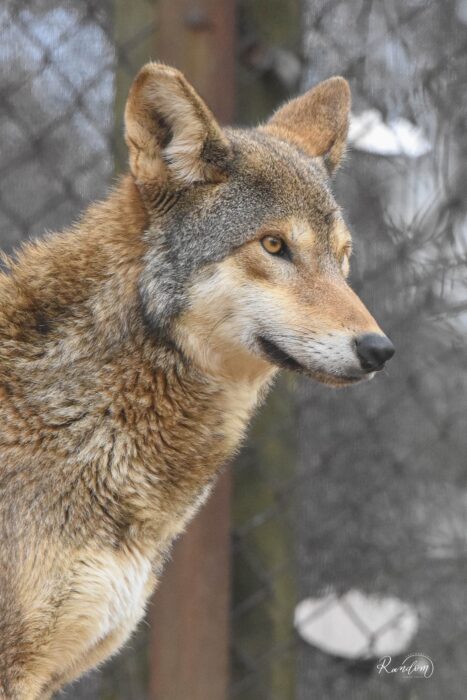 Gloria the Red Wolf