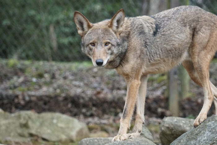 American Red Wolf - WNC Nature Center