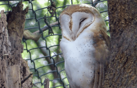 barn owl