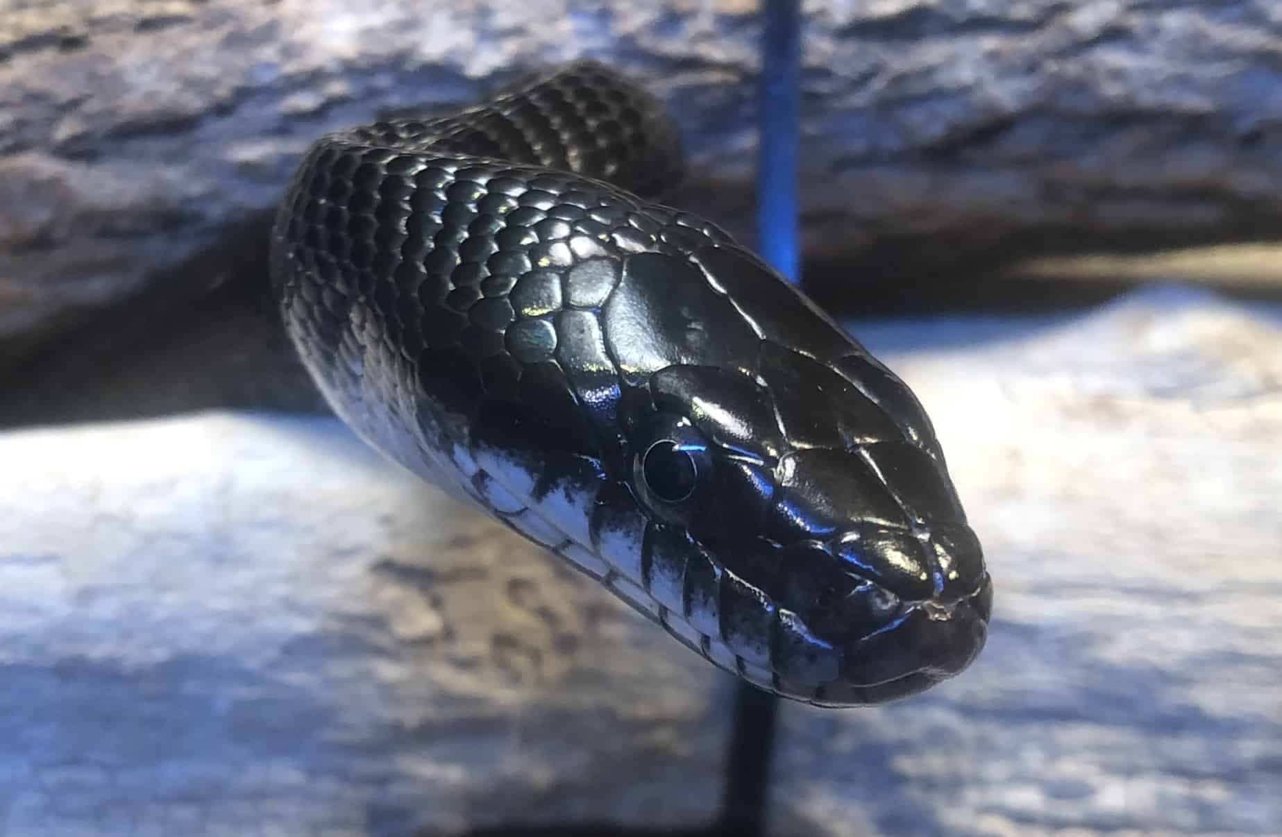 Black Rat Snake - WNC Nature Center