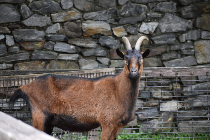 Alpine the Oberhasli Goat