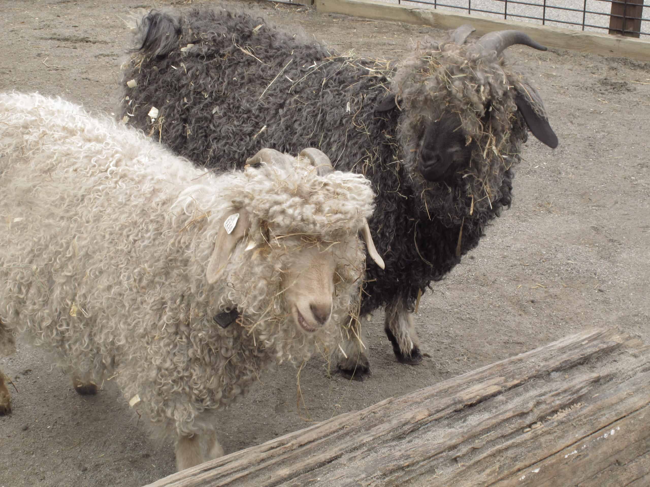 Bill and Ted the Angora Goats