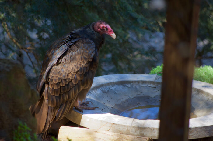 Buzz the Turkey Vulture