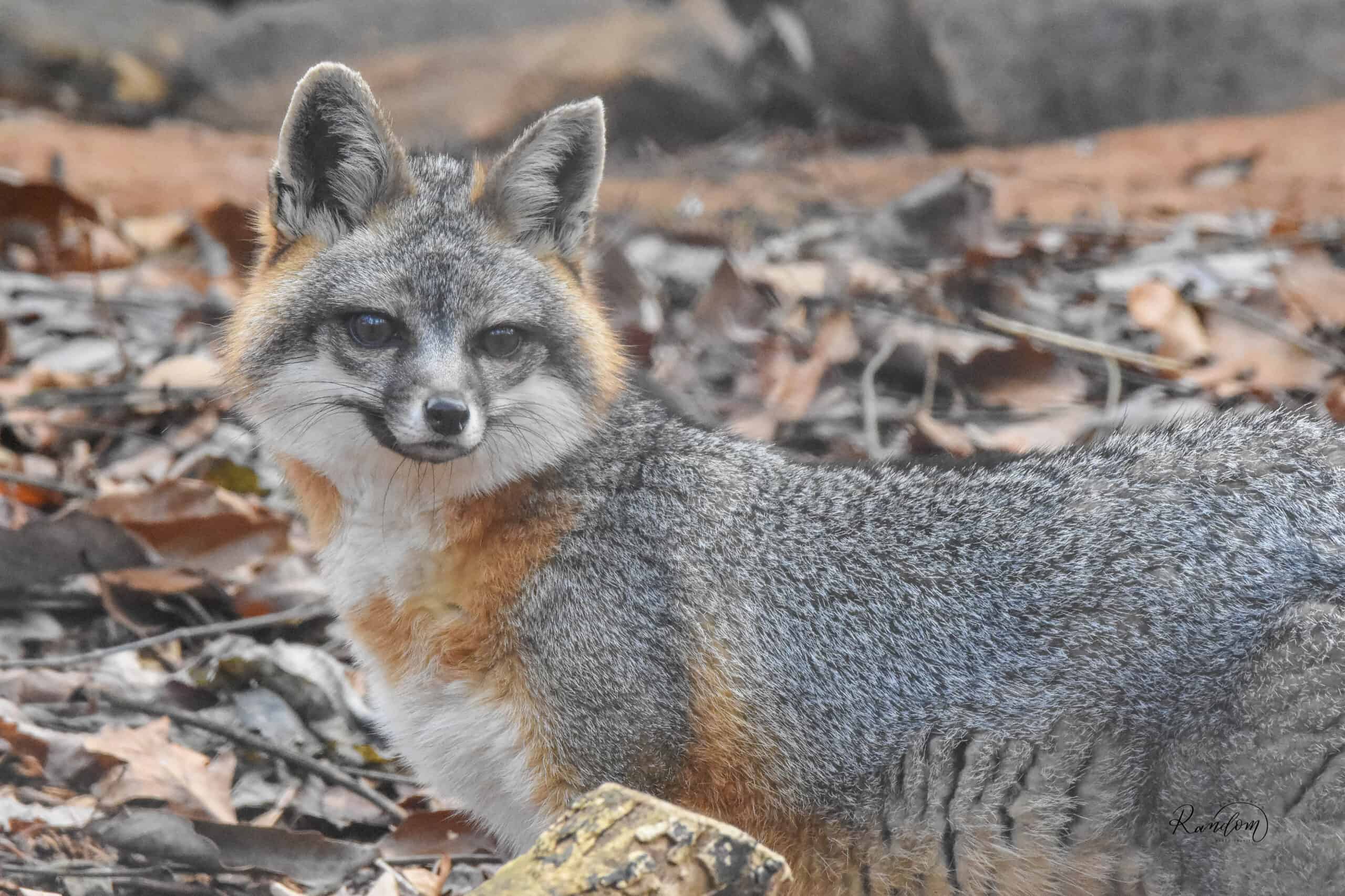 Gray Fox - WNC Nature Center