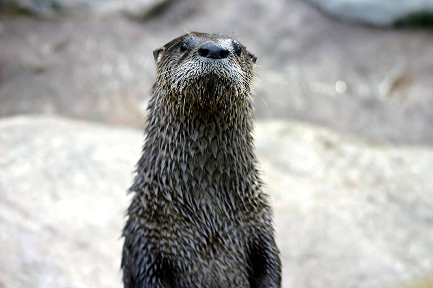 Olive the River Otter