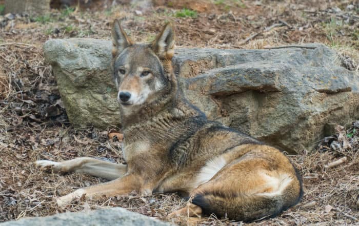 Red Wolf