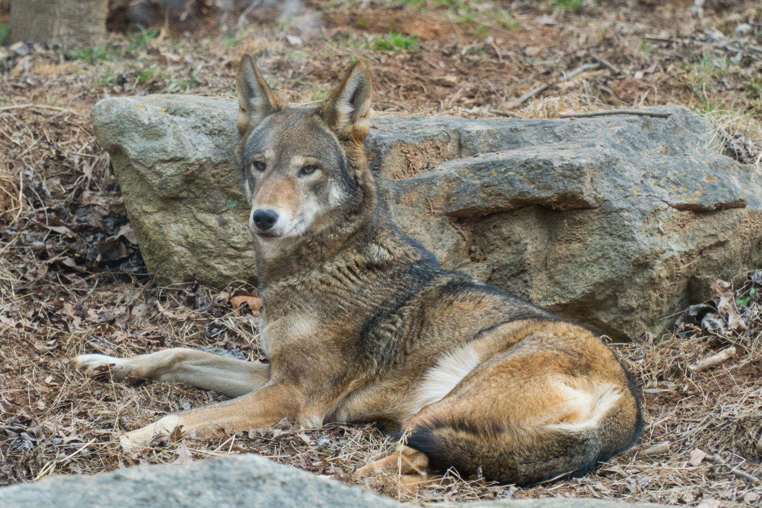 A Red Wolf
