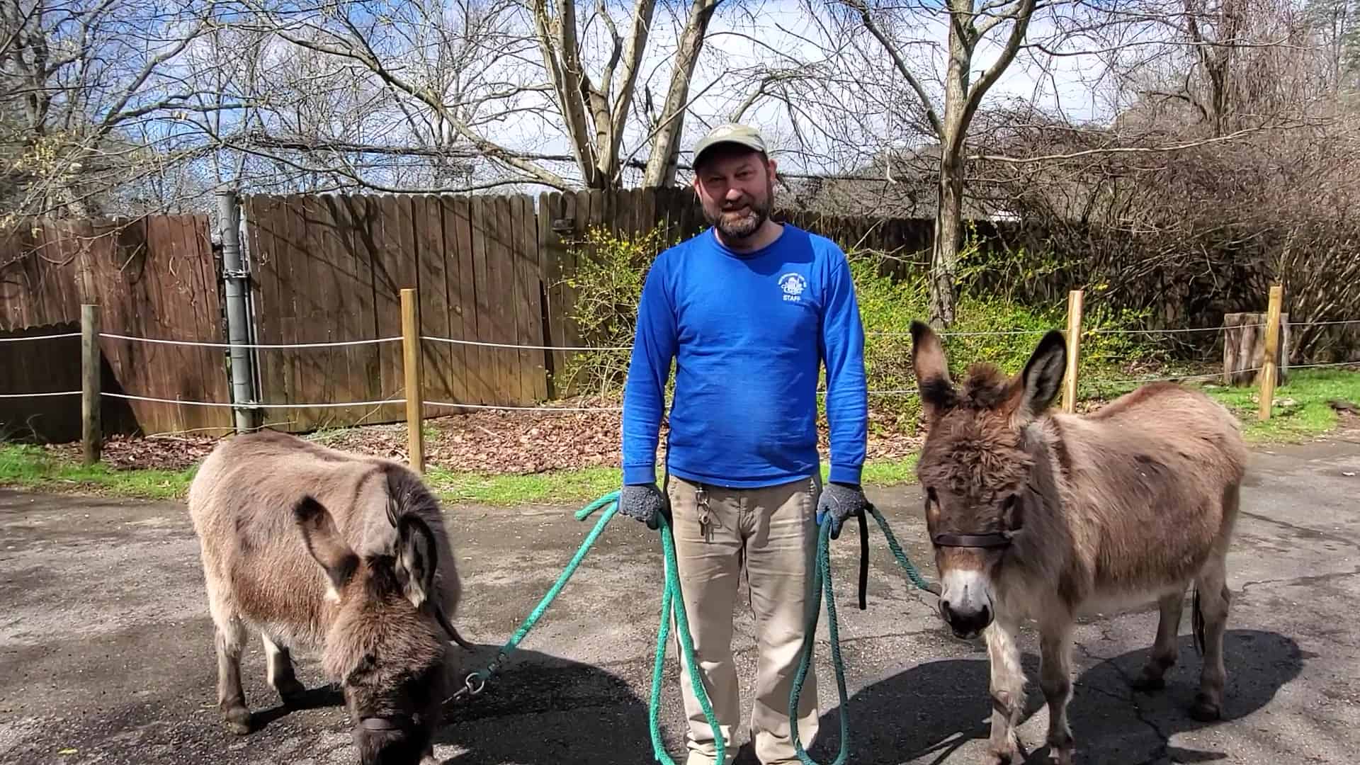 A Nature Center employee guides two donkeys.