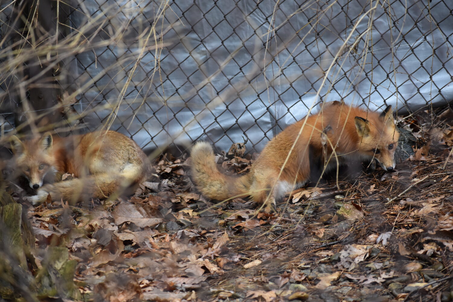 FS1325: Red Fox Ecology and Behavior (Rutgers NJAES)