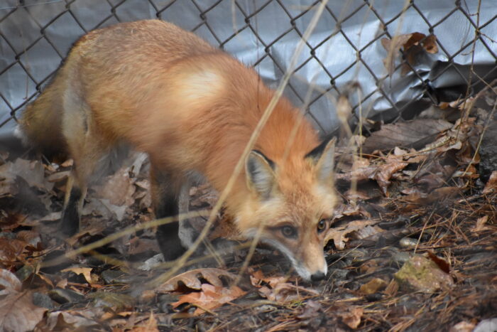 Samsun the Red Fox