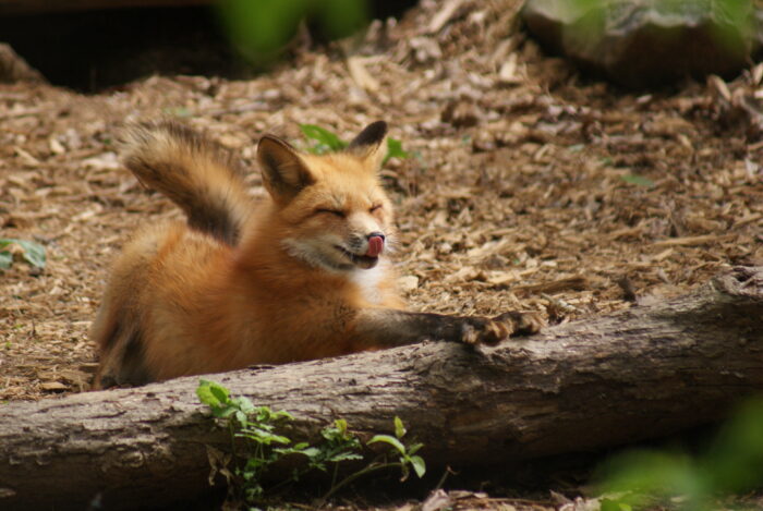 Bonita the Red Fox