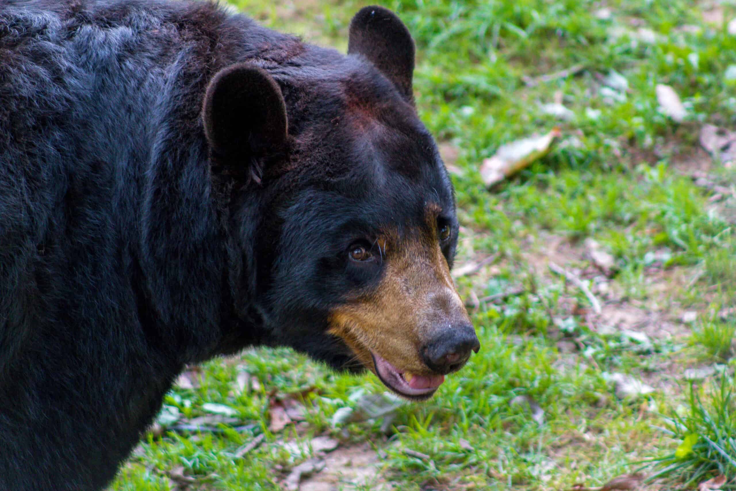 Plush Animals Archives - WNC Nature Center