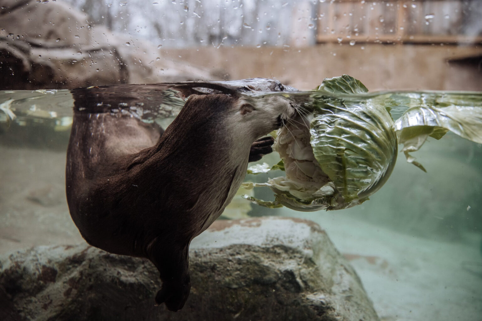 New Educational Farmers Market Exhibit Opens - WNC Nature Center