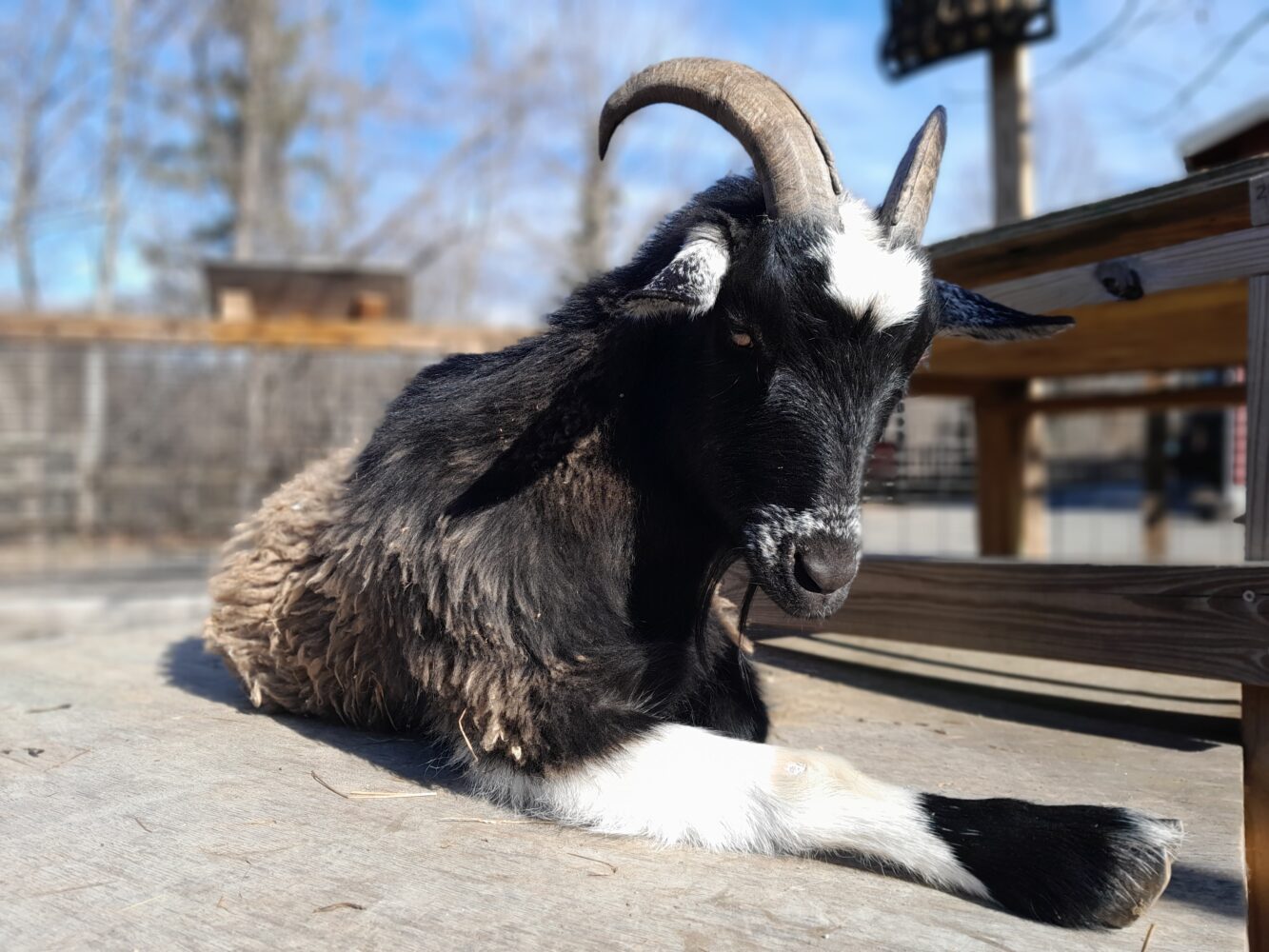 Black And White Pygmy Goat