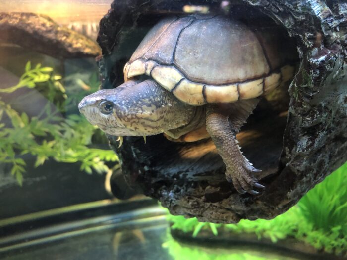 Donatello the Eastern Mud Turtle