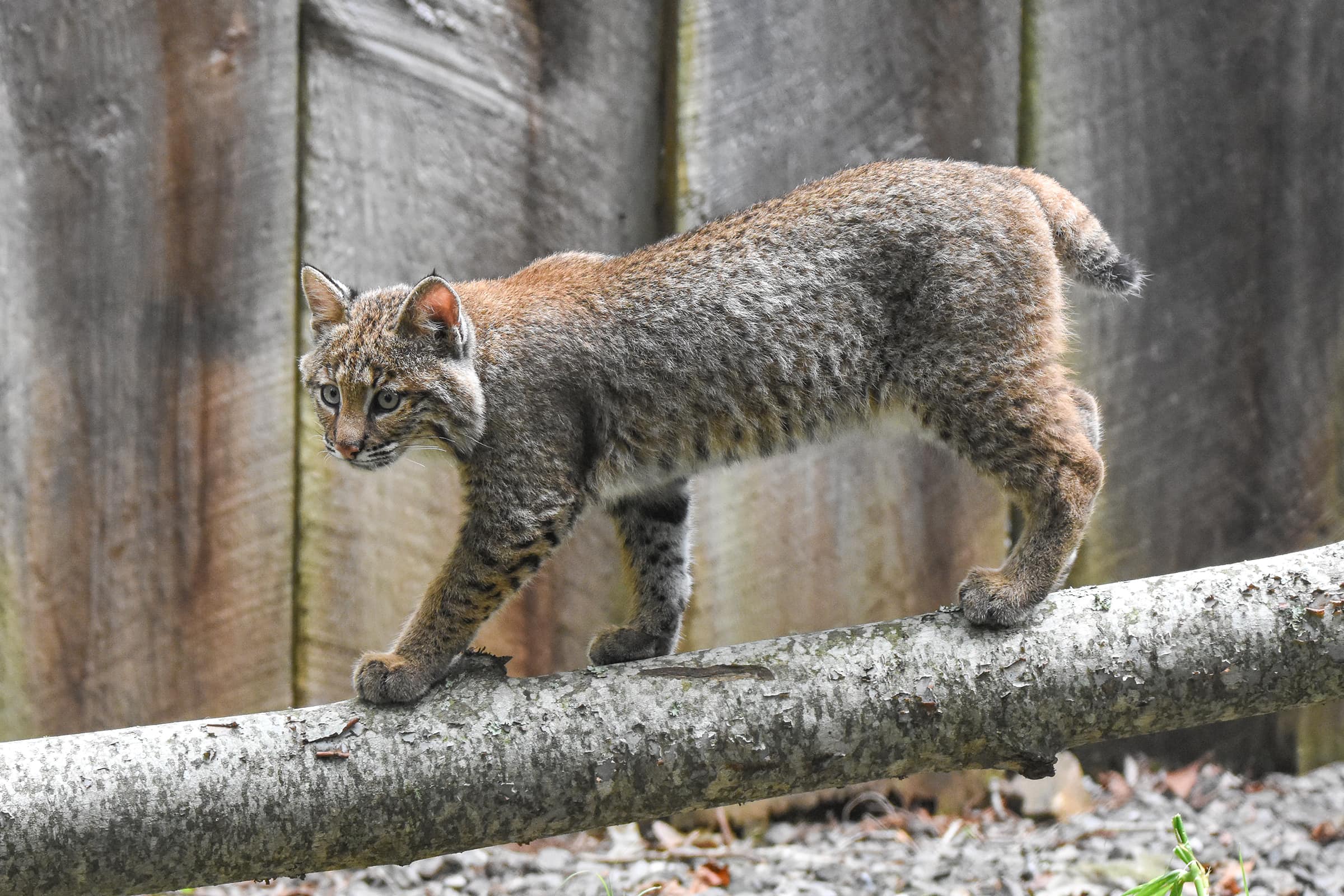 Bobcat Large Photo - Friends WNCNC