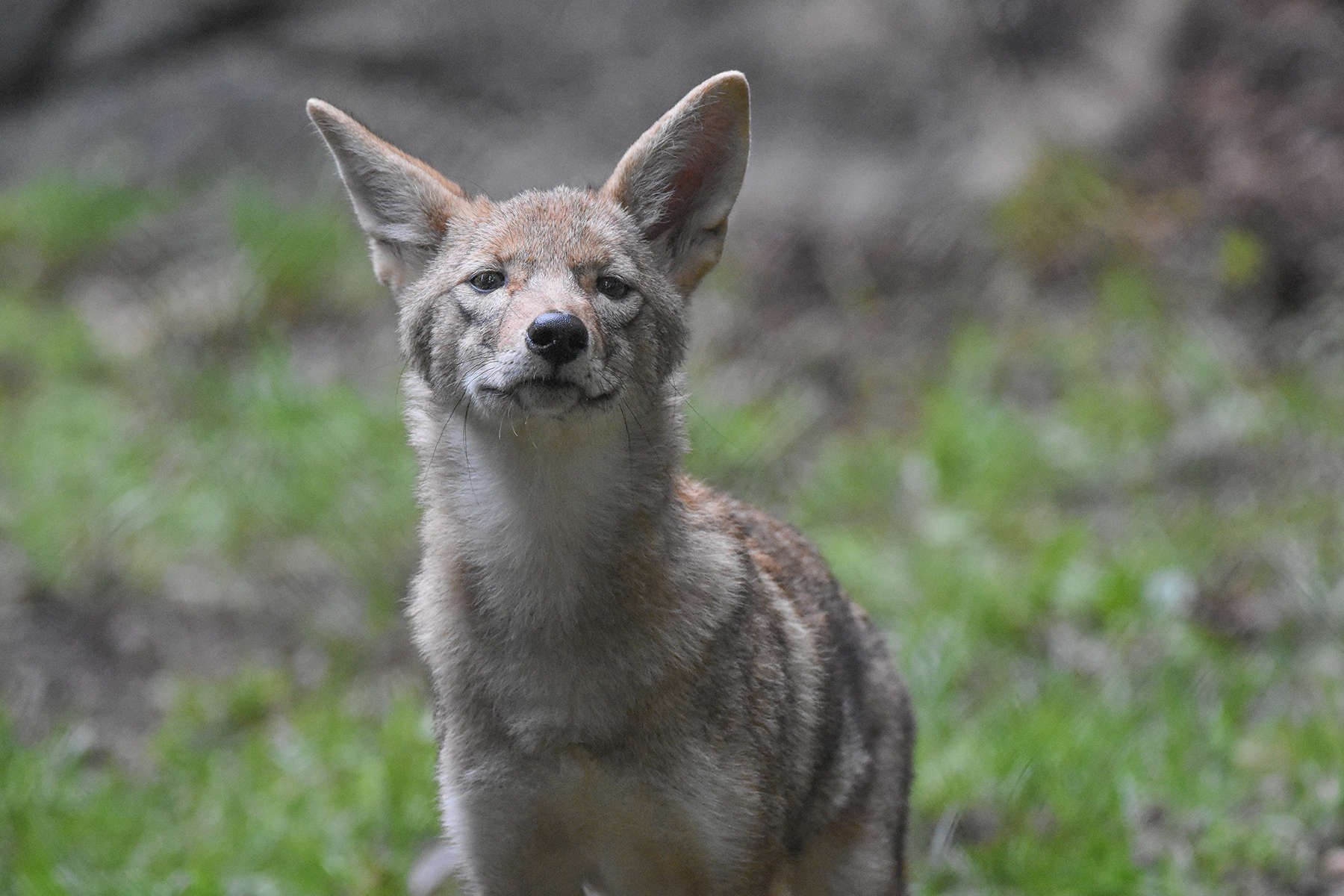 Coyote WNC Nature Center