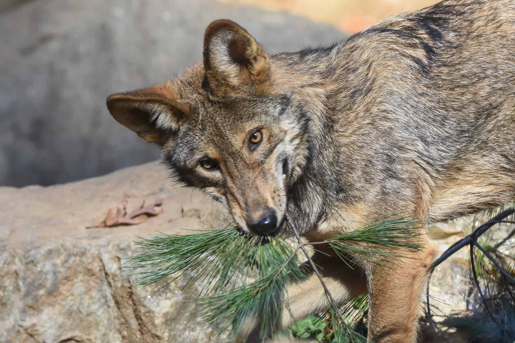 A December to Remember: WNC Nature Center's Spring Babies