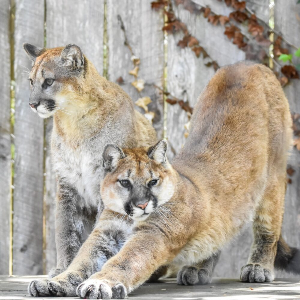 Wild Walk: A Behind the Scenes Tour - WNC Nature Center