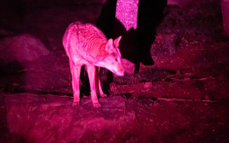 Wolf at night at the nature center
