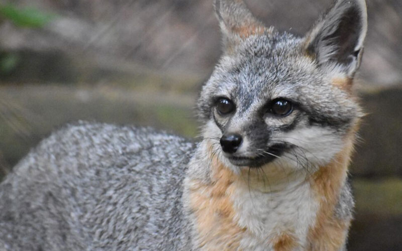 Gray fox during a junior wild walk event