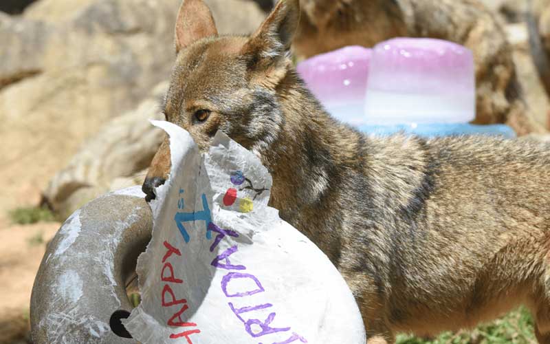 Wolf at a birthday celebration