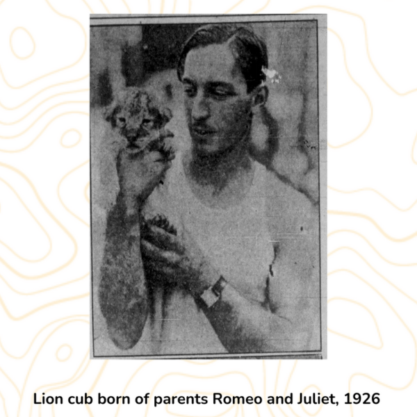 Lion cub born of parents Romeo and Julet, 1926