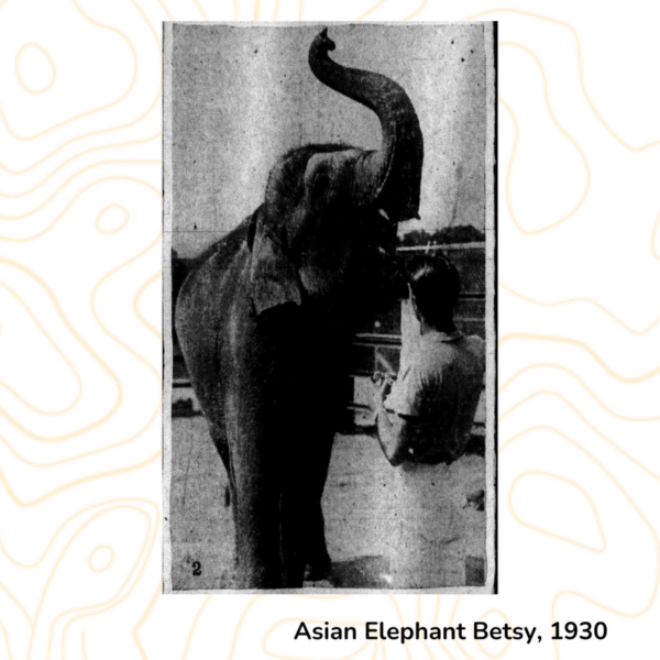 Asian Elephant Betsy, 1930