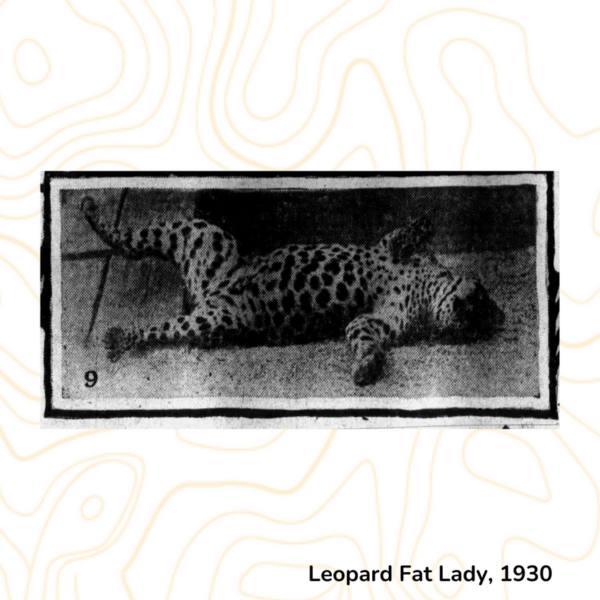 Leopard Fat Lady, 1930