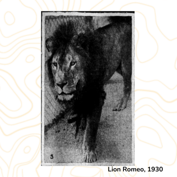 Lion Romeo, 1930