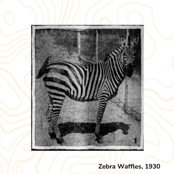 Zebra Waffles, 1930