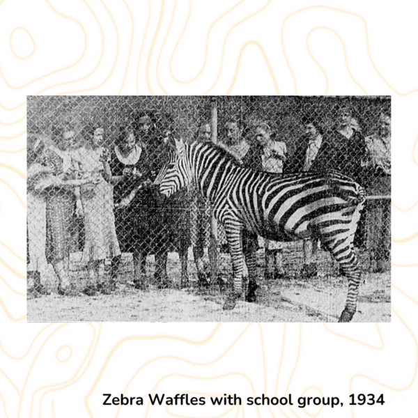 Zebra Waffles with school group, 1934