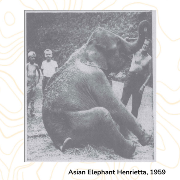Asian Elephant, Henrietta, 1959