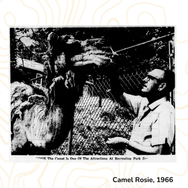 Camel Rosie, 1966
