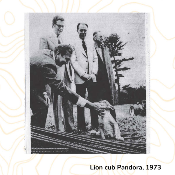 Lion cub Pandora, 1973