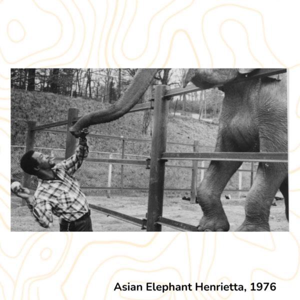 Asian Elephant Henrietta, 1976