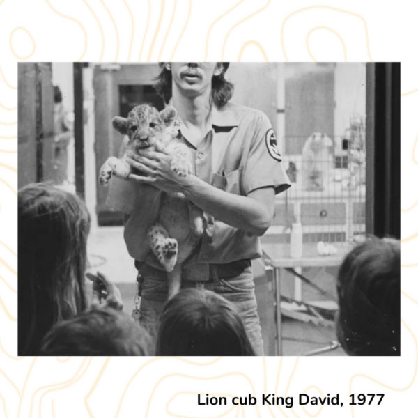 Lion cub King David, 1977