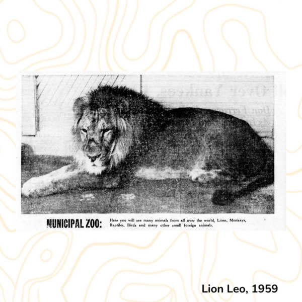 Lion Leo, 1959