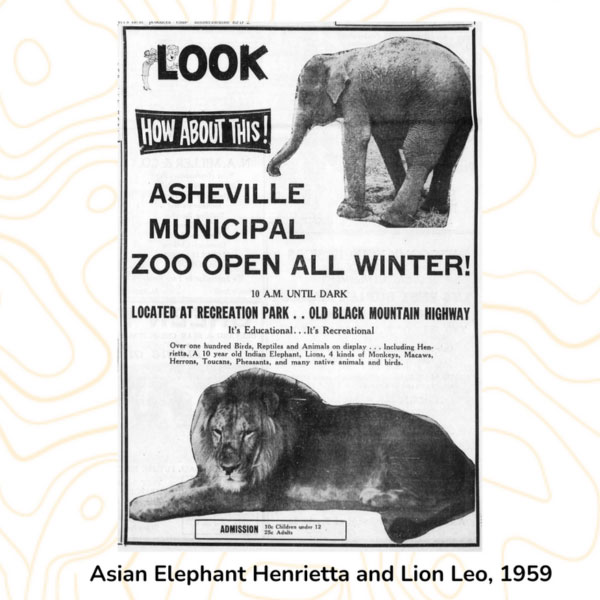Asian Elephant Henrietta and Lion Leo ad, 1959