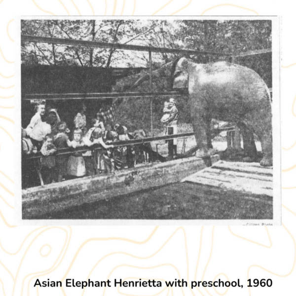 Asian Elephant Henreitta with preschoo, 1960