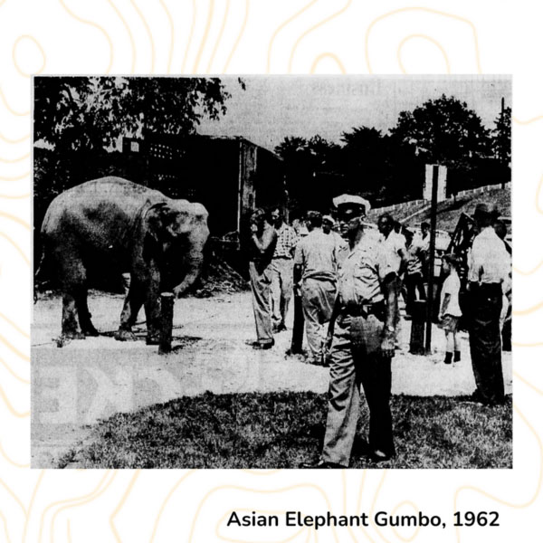 Asian Elephant Gumbo, 1962