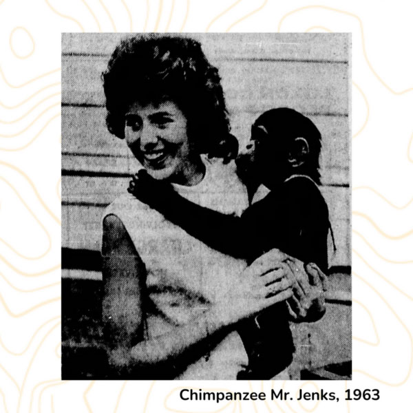 Chimpanzee Mr. Jenks, 1963