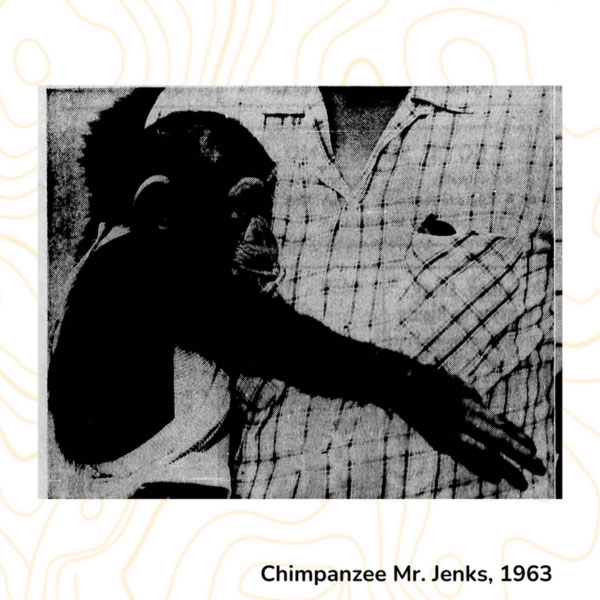 Chimpanzee Mr. Jenks, 1963