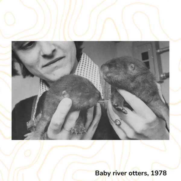 Baby river otters, 1978