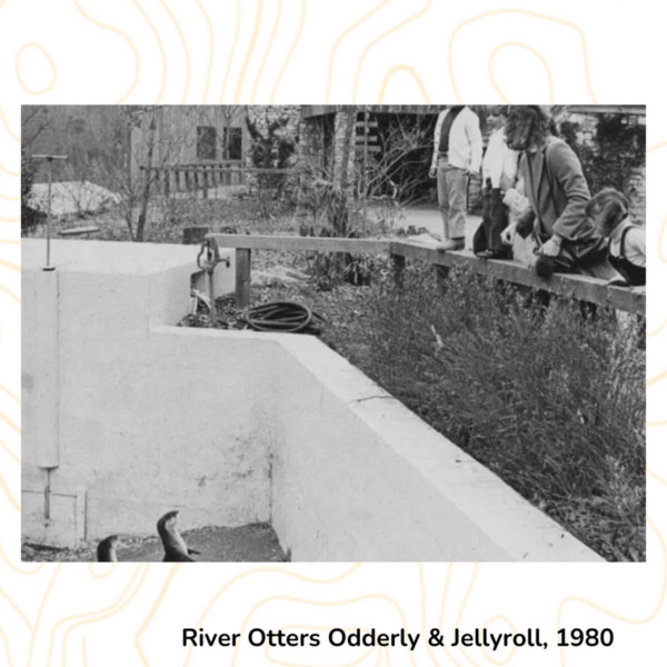 River Otters Odderly & Jellyroll, 1980