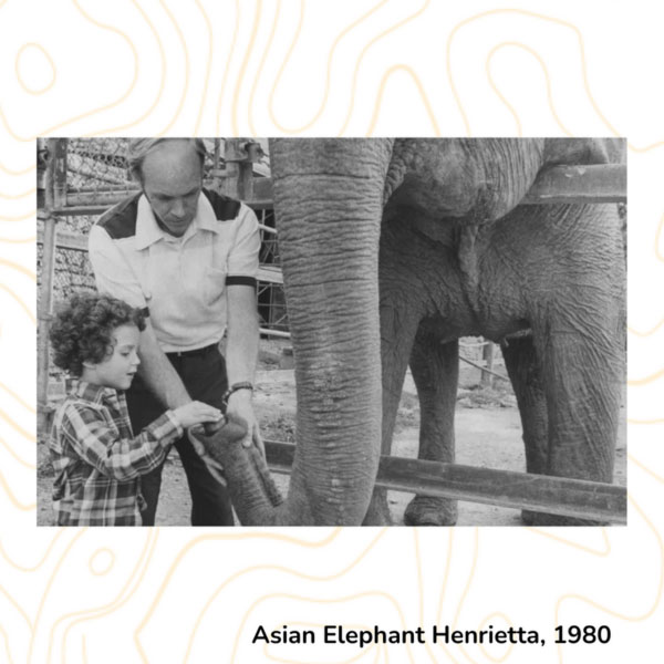 Asian Elephant Henrietta, 1980