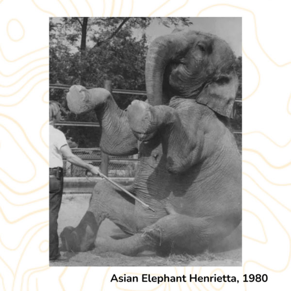 Asian Elephant Henrietta, 1980