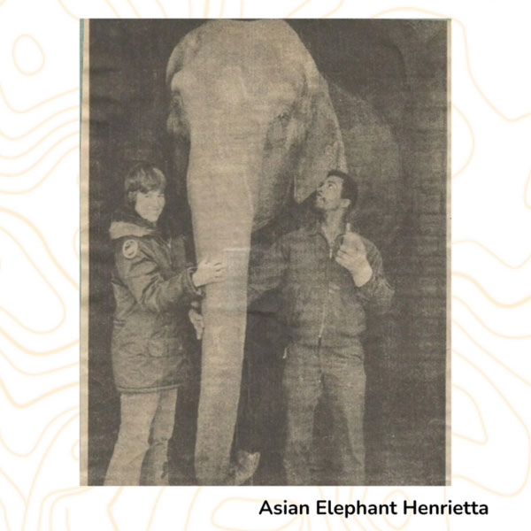 Asian Elephant Henrietta
