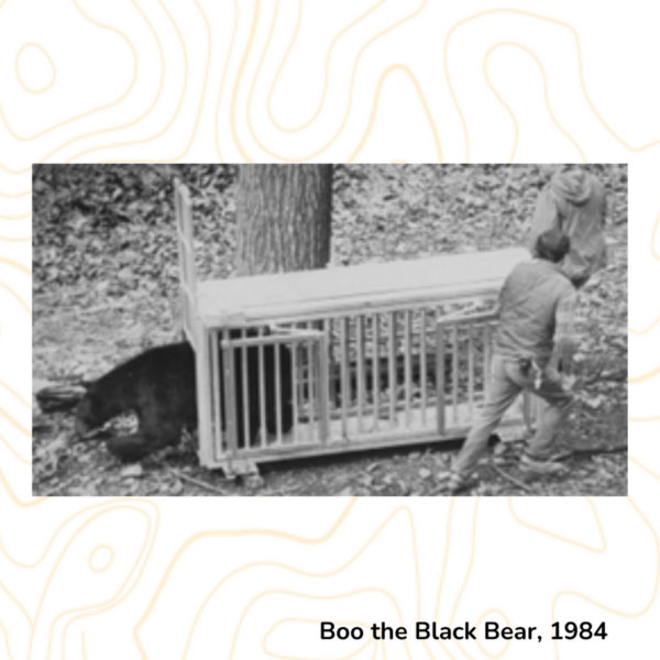Boo the Black Bear, 1984